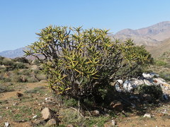 Aloidendron ramosissimum