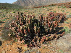 Aloe pearsonii
