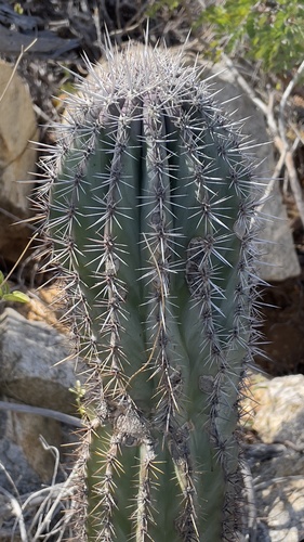 Pachycereus pringlei