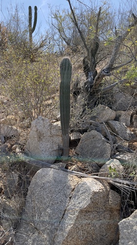 Pachycereus pringlei