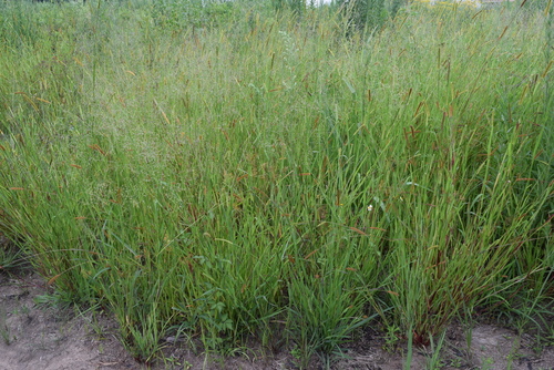 Setaria × decipiens iNat (2)