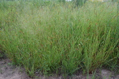 Setaria sphacelata sphacelata