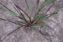 Setaria sphacelata sphacelata