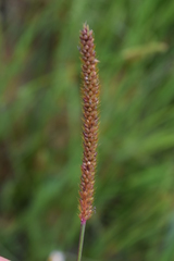 Setaria sphacelata sphacelata