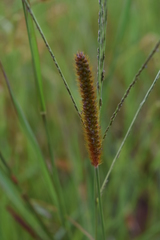 Setaria sphacelata sphacelata