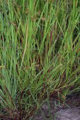 Setaria sphacelata sphacelata