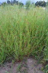 Setaria sphacelata sphacelata