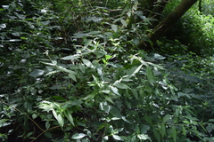 Stachys caffra
