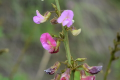 Tephrosia polystachya