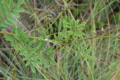 Tephrosia polystachya