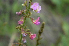 Tephrosia polystachya
