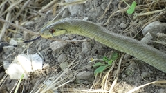 Zamenis lineatus