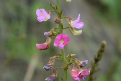 Tephrosia polystachya