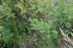 Tephrosia polystachya