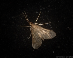 Piletocera macroperalis