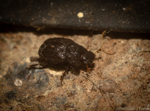 Demarziella interrupta