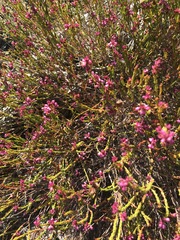 Erica rhopalantha