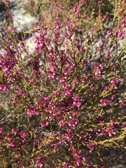Erica rhopalantha