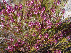 Erica rhopalantha