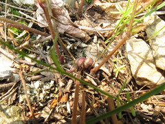 Endodeca serpentaria