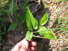 Endodeca serpentaria