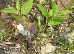 Endodeca serpentaria
