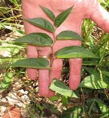 Endodeca serpentaria