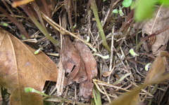 Endodeca serpentaria