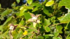 Pergularia daemia daemia