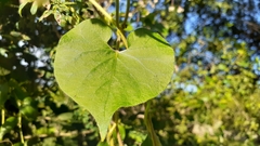 Pergularia daemia daemia