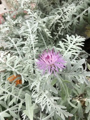 Centaurea cineraria