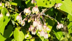 Pergularia daemia daemia