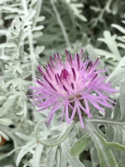 Centaurea cineraria