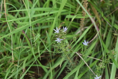 Wahlenbergia huttonii