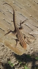 Uta stansburiana elegans