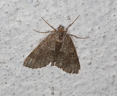 Ascotis fortunata