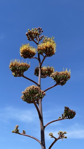 Agave aurea (Agave aurea)
