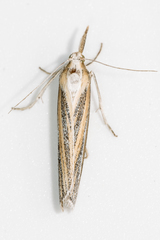 Arivaca ostreella