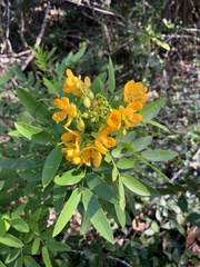 Senna chapmanii