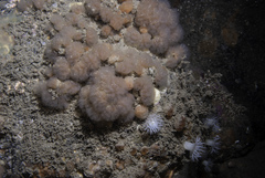 Morchellium argus