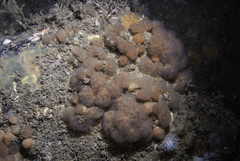 Morchellium argus