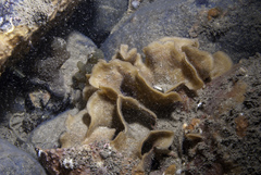Pentapora foliacea