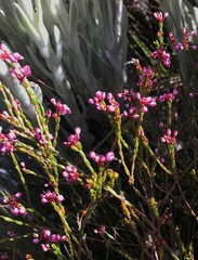 Erica rhopalantha