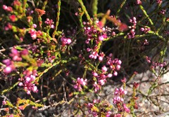 Erica rhopalantha