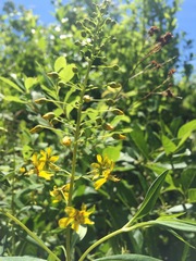 Lysimachia × producta