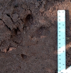 Hydrochoerus hydrochaeris