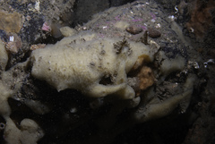 Halichondria bowerbanki