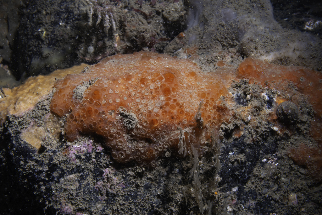 Phorbas fictitius