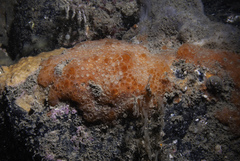 Phorbas fictitius