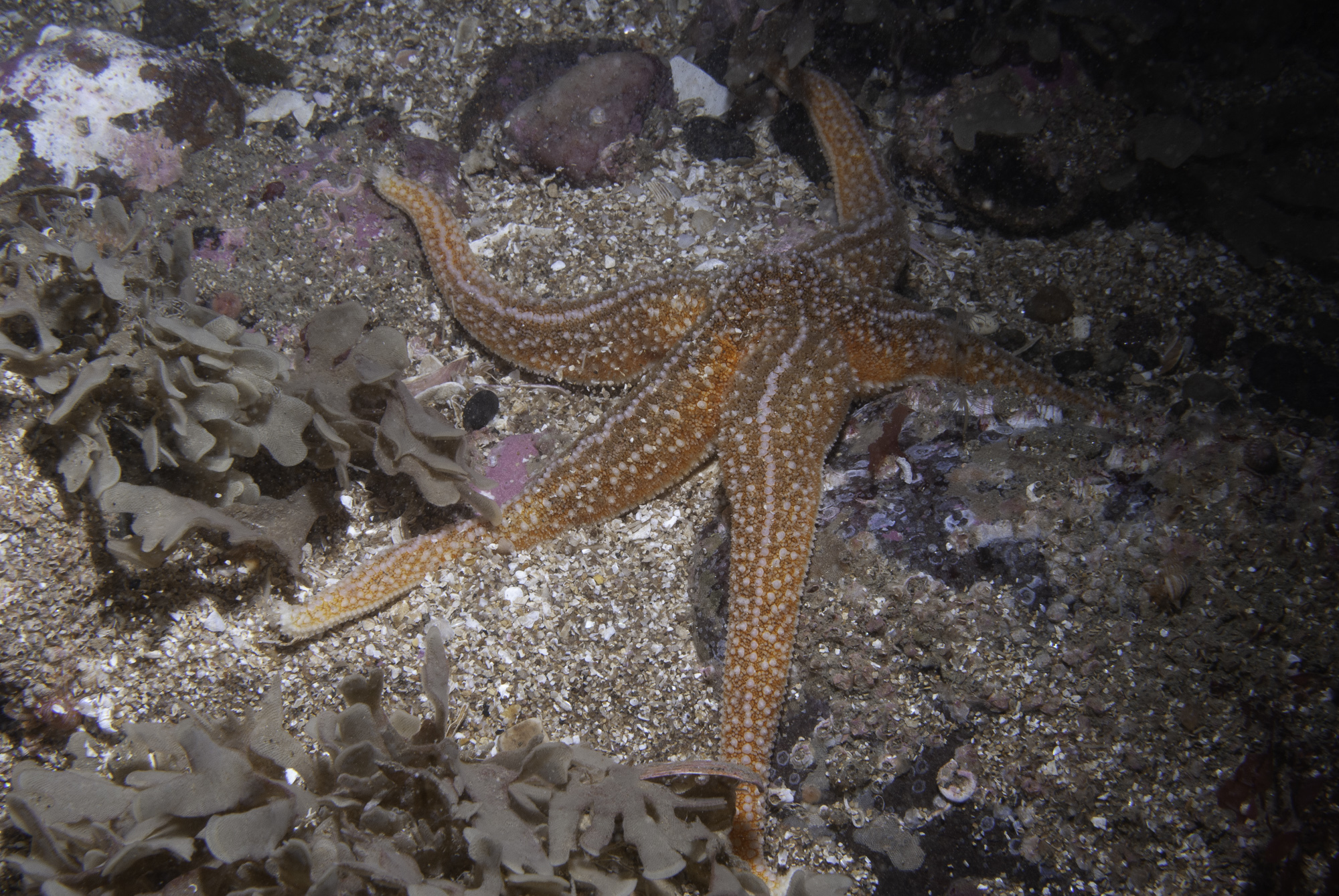 Descubre todo sobre la estrella de mar común: Asterias rubens